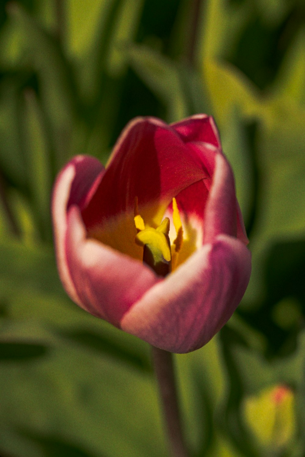 pink and yellow flower in tilt shift lens