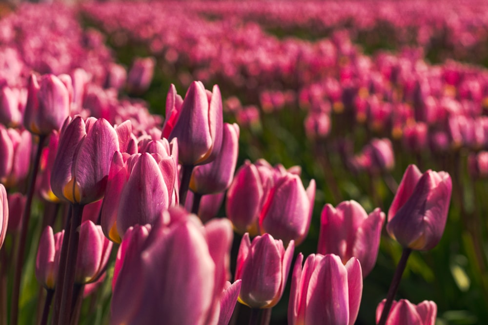 purple tulips field during daytime