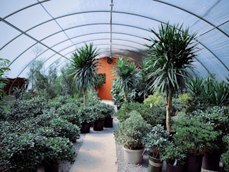 green plants inside a greenhouse