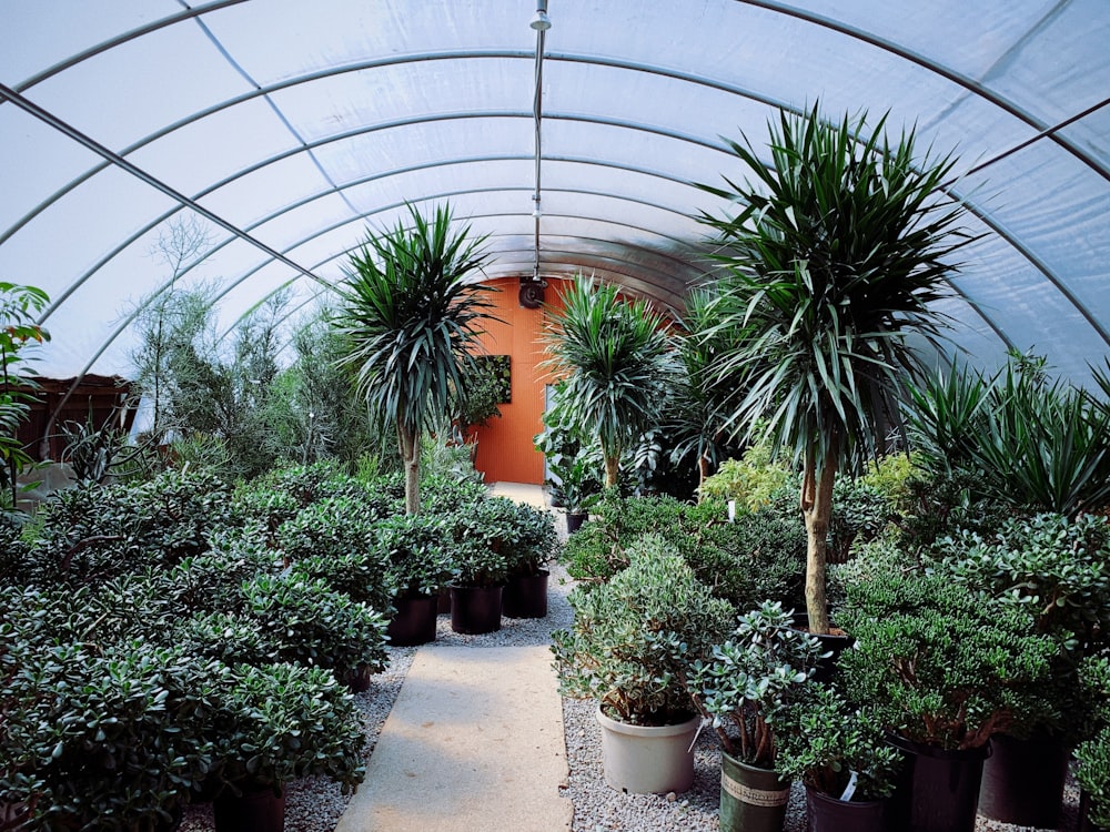 piante verdi all'interno di una serra