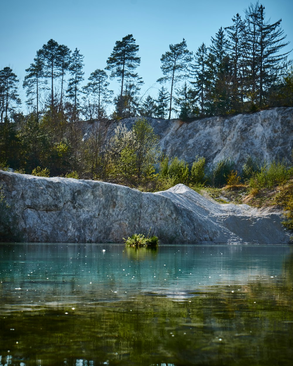 árboles verdes junto al cuerpo de agua durante el día