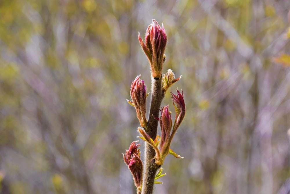 pink flower buds in tilt shift lens