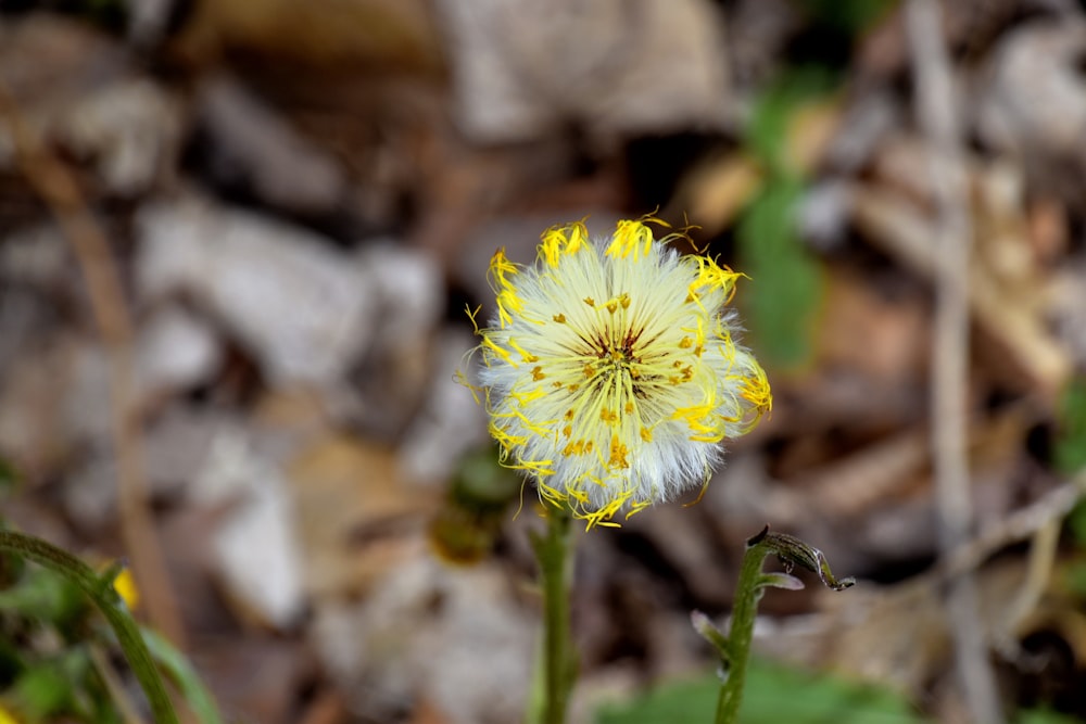 yellow flower in tilt shift lens