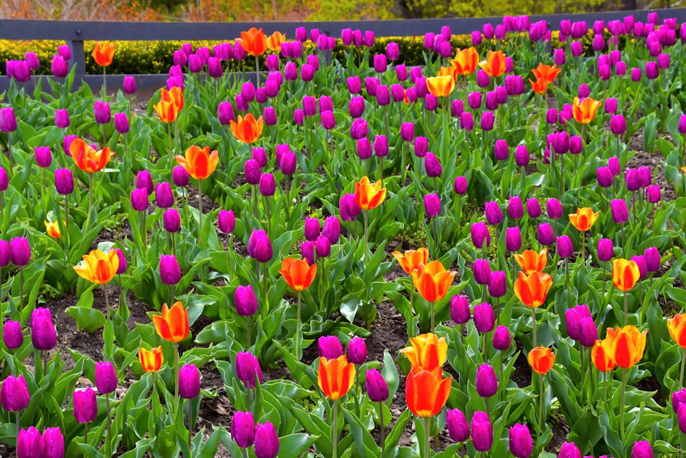 campo de flores rojas y moradas durante el día