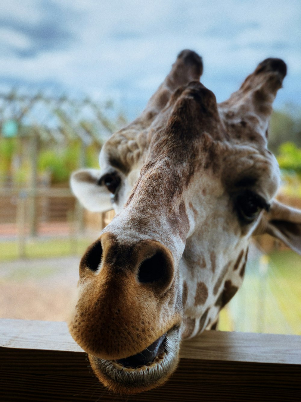 giraffe head in close up photography