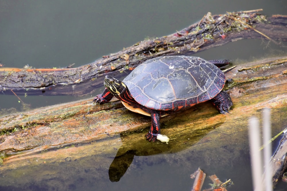 black and brown turtle on brown wood log