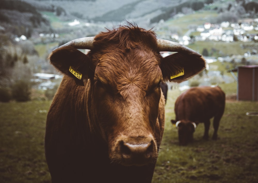 mucca marrone sul campo di erba verde durante il giorno