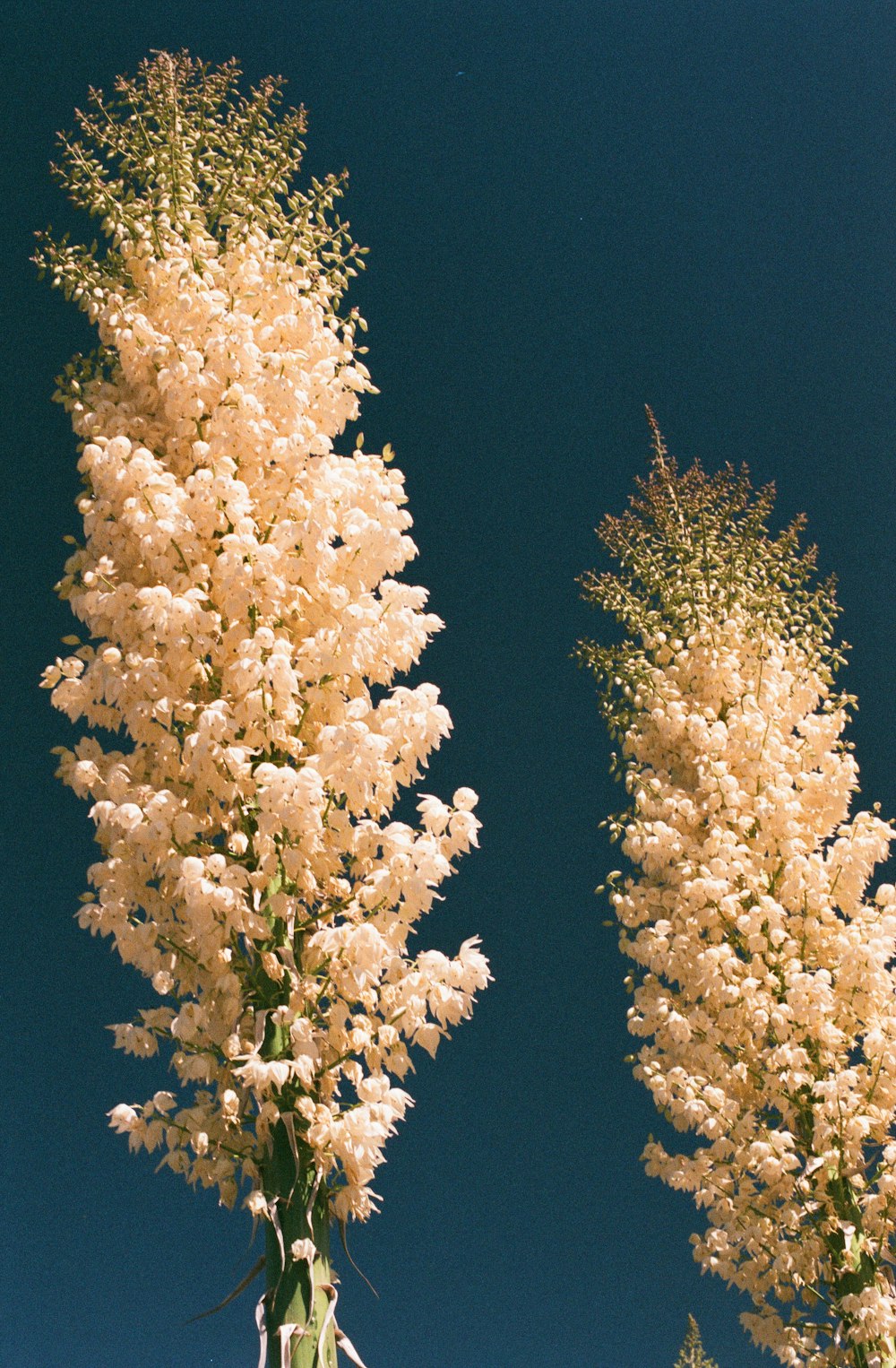 white and brown tree leaves