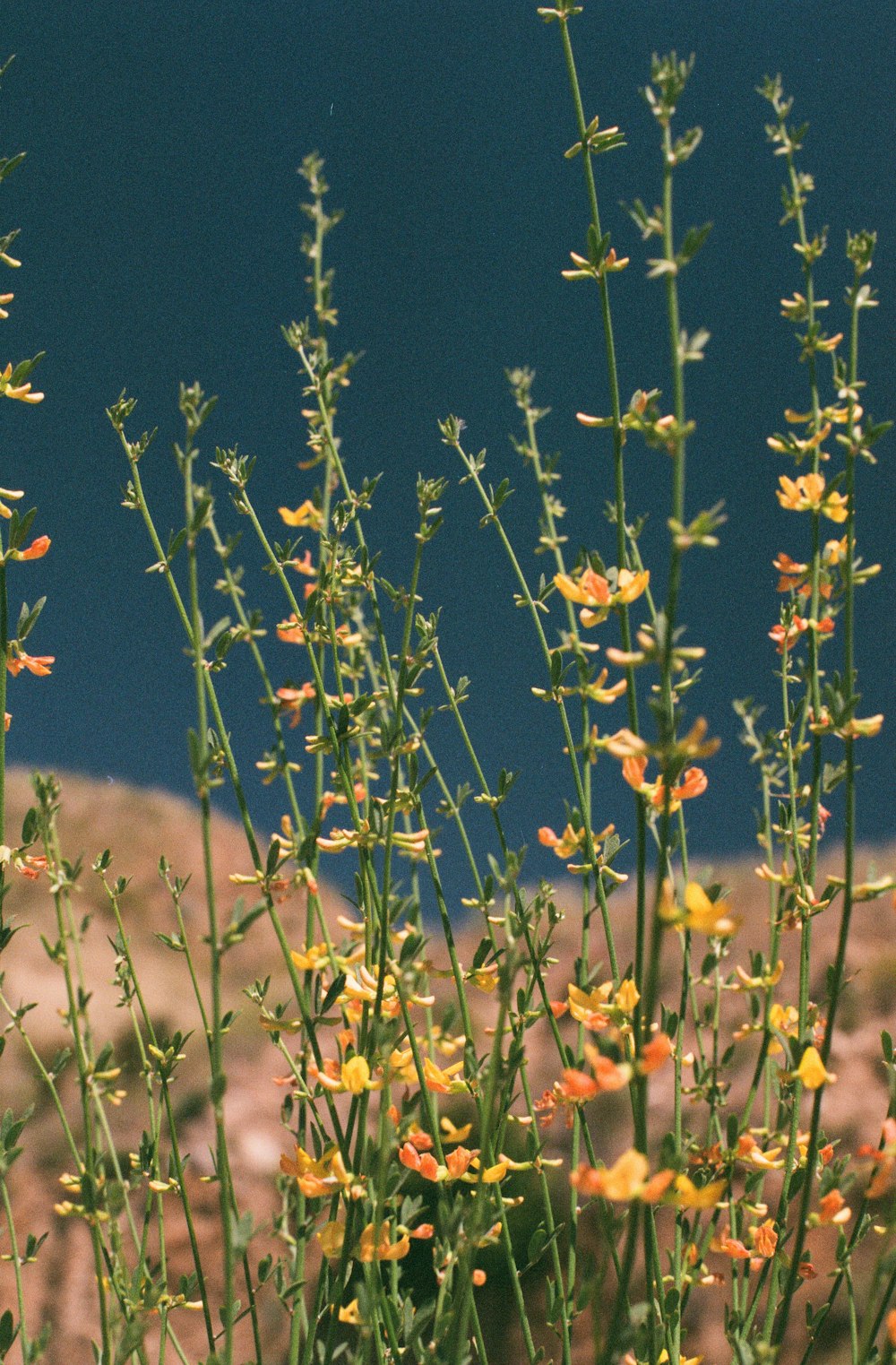 yellow flowers with green leaves