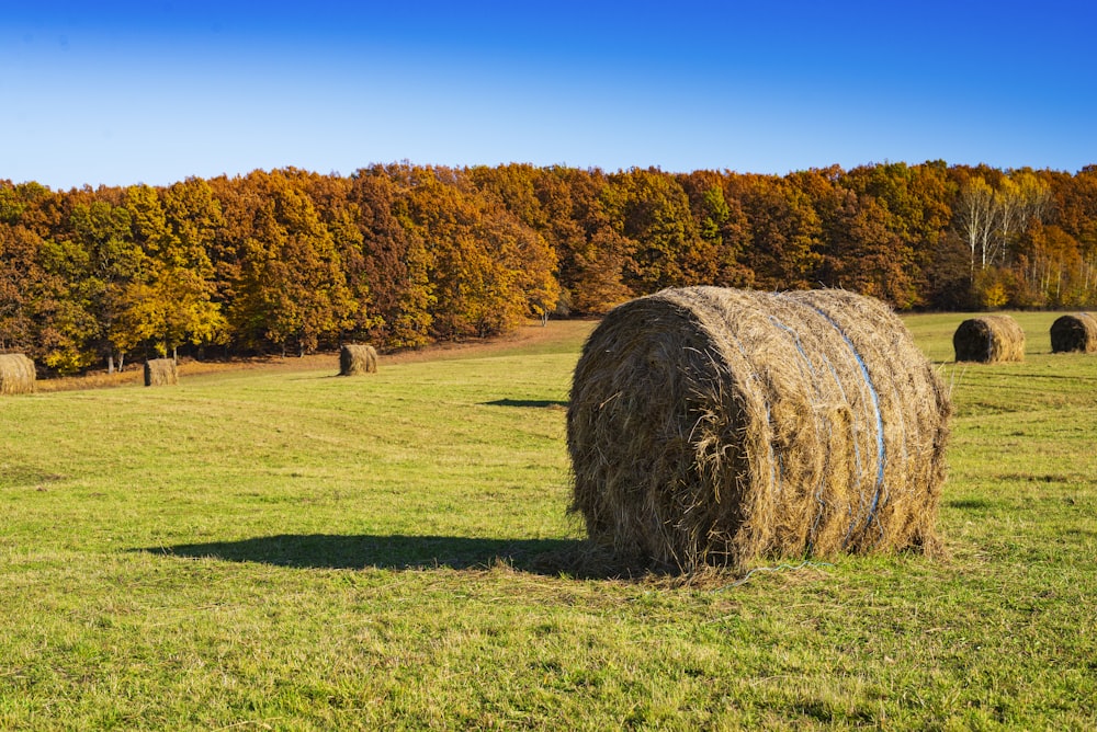 brown grass field near trees during daytime