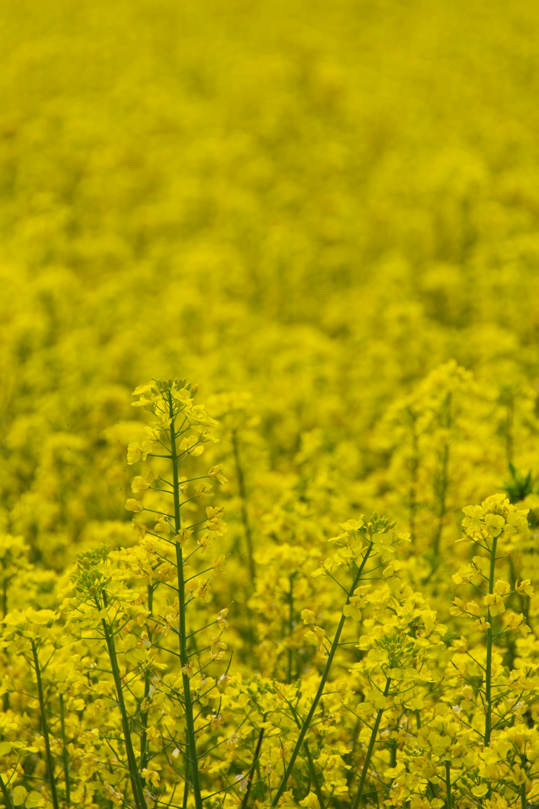 yellow flower field during daytime