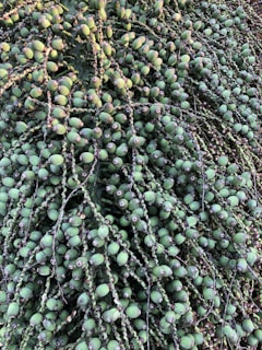 A dense cluster of unripe, green palm fruits hanging from branches. The fruits are small and spherical, attached closely together along long, drooping stems.