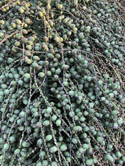 A dense cluster of unripe, green palm fruits hanging from branches. The fruits are small and spherical, attached closely together along long, drooping stems.
