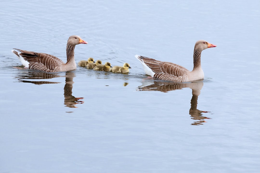 brown duck on water during daytime