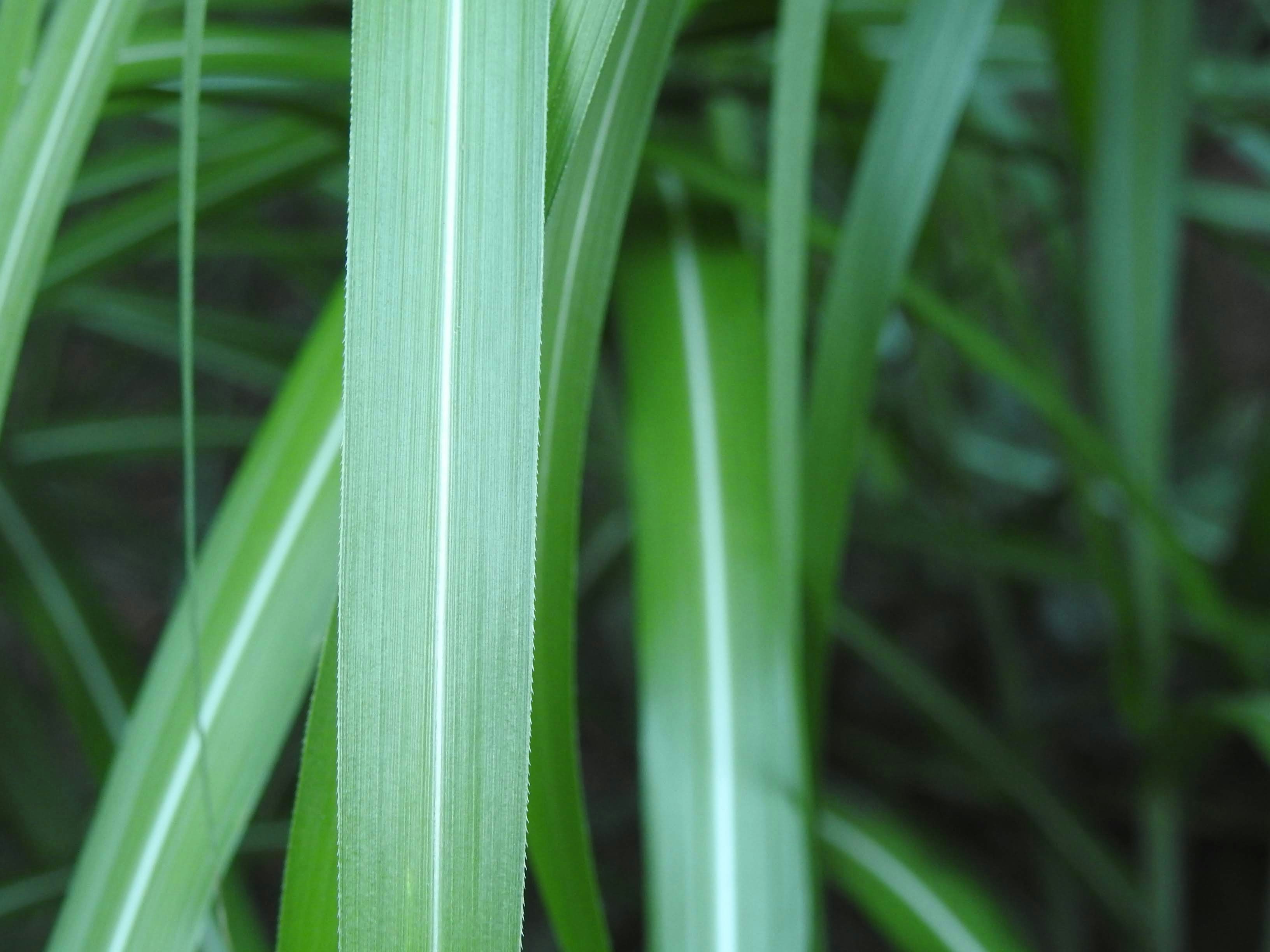 Close-up of fresh sugarcane cross-section showing white interior on green background