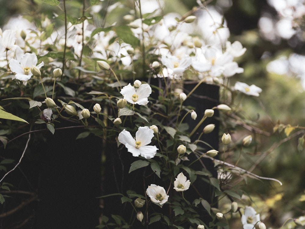 white flowers with green leaves