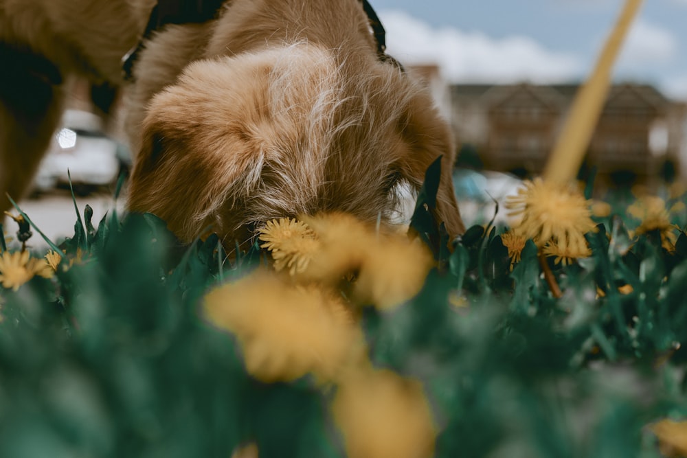 Perro de pelo largo marrón y blanco sobre flores azules
