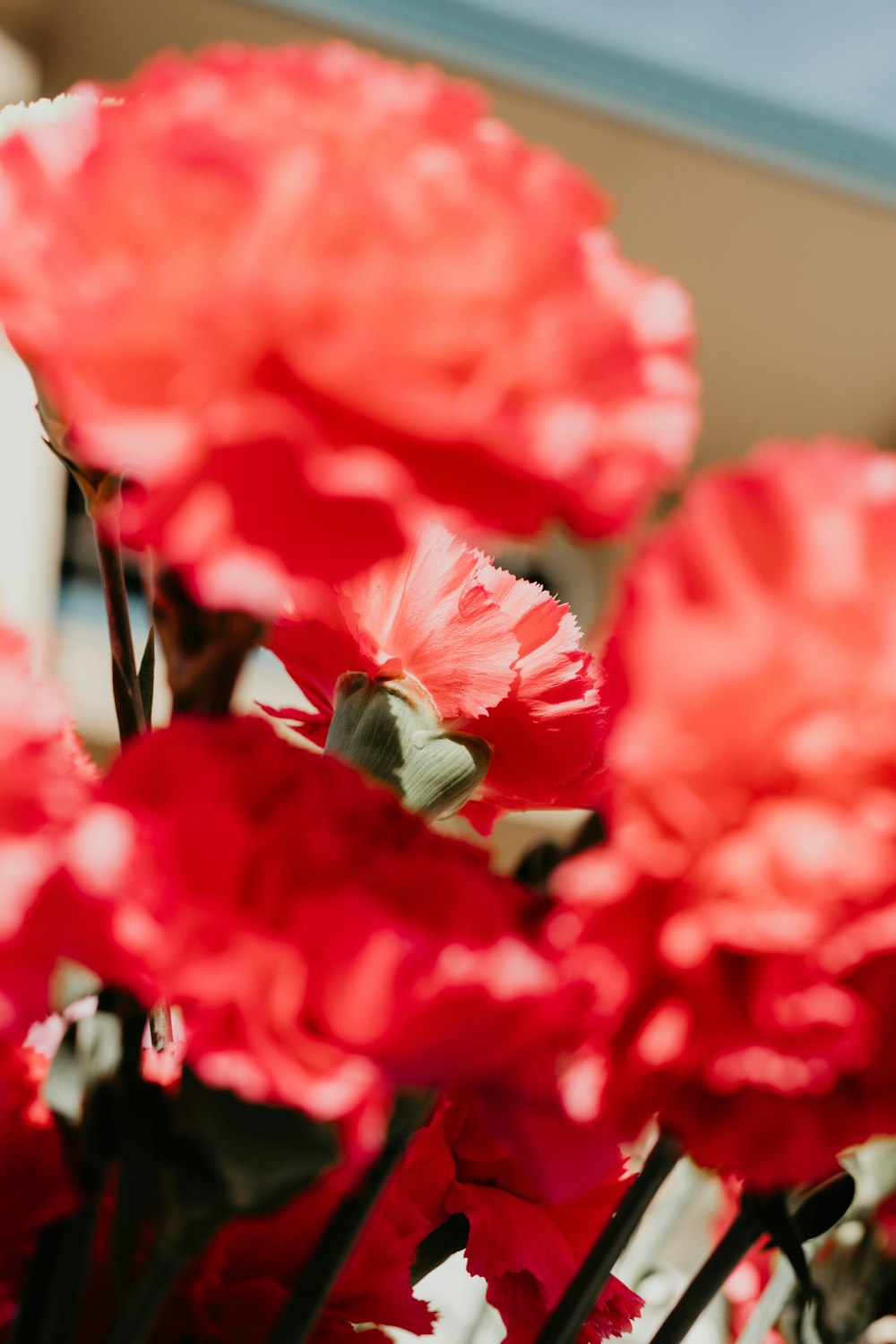 red flowers in tilt shift lens