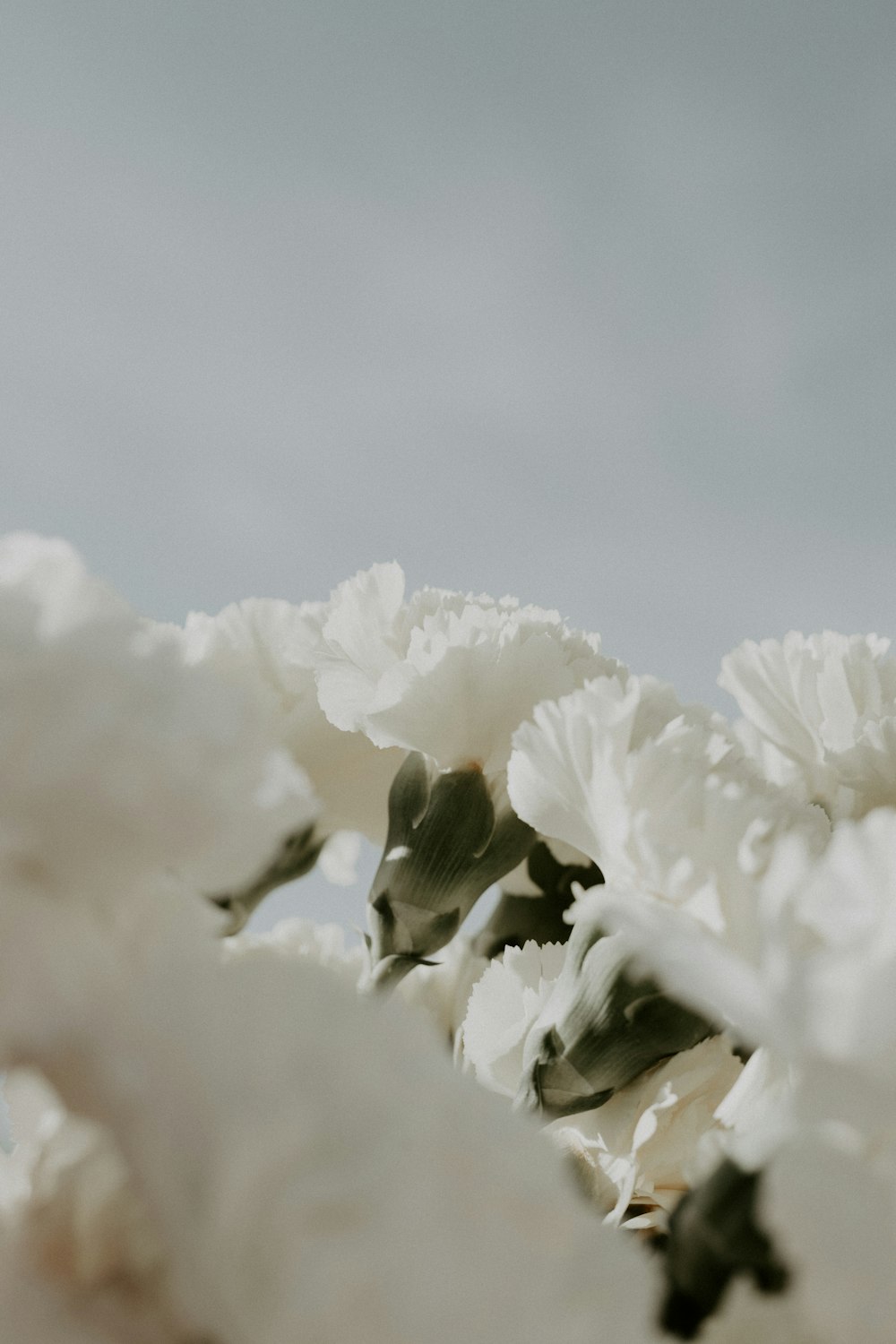 white flower under gray sky