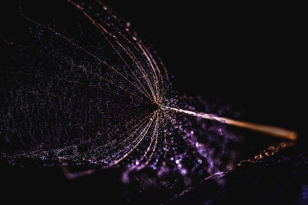 spider web in black background