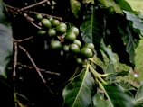 Fresh coffee cherries hanging on the branch in a lush green farm.