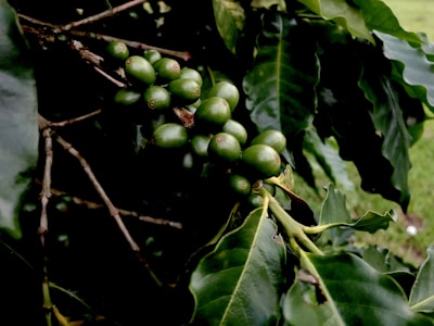 Fresh coffee cherries hanging on the branch in a lush green farm.