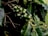 A cluster of unripe green coffee cherries is attached to a branch surrounded by large, glossy green leaves. The scene suggests a lush, thriving coffee plant with healthy foliage.