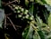 A cluster of unripe green coffee cherries is attached to a branch surrounded by large, glossy green leaves. The scene suggests a lush, thriving coffee plant with healthy foliage.