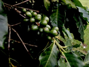 Café Geisha