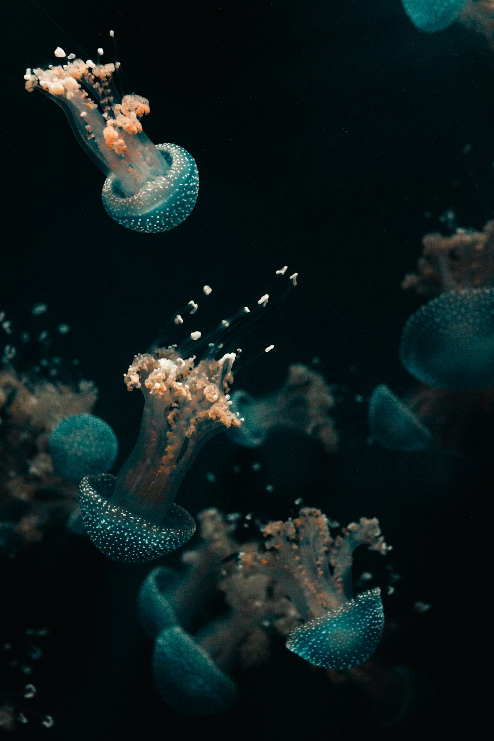 Medusas blancas y azules en el agua