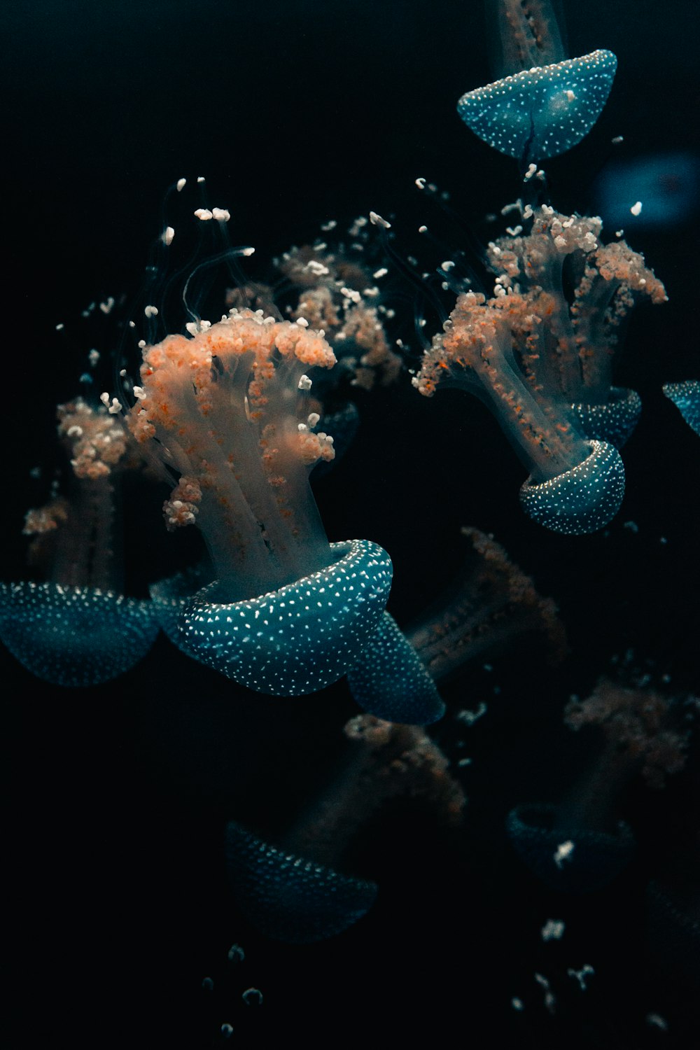 white and blue jellyfish in water