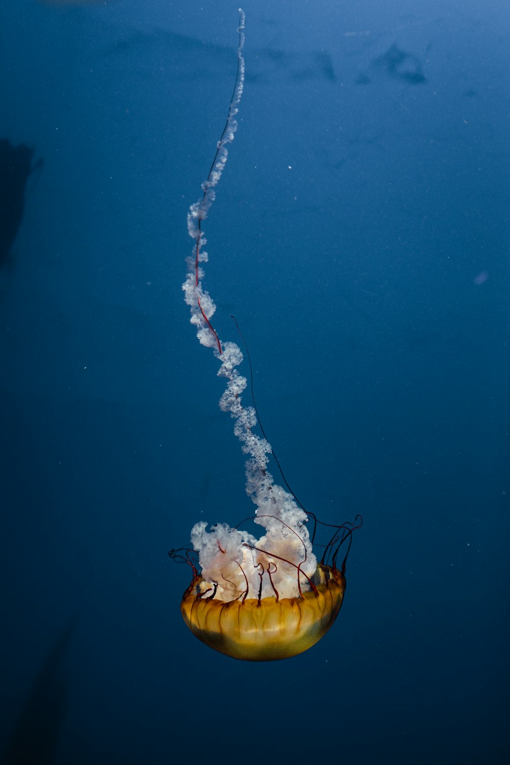 yellow and white jellyfish in blue water