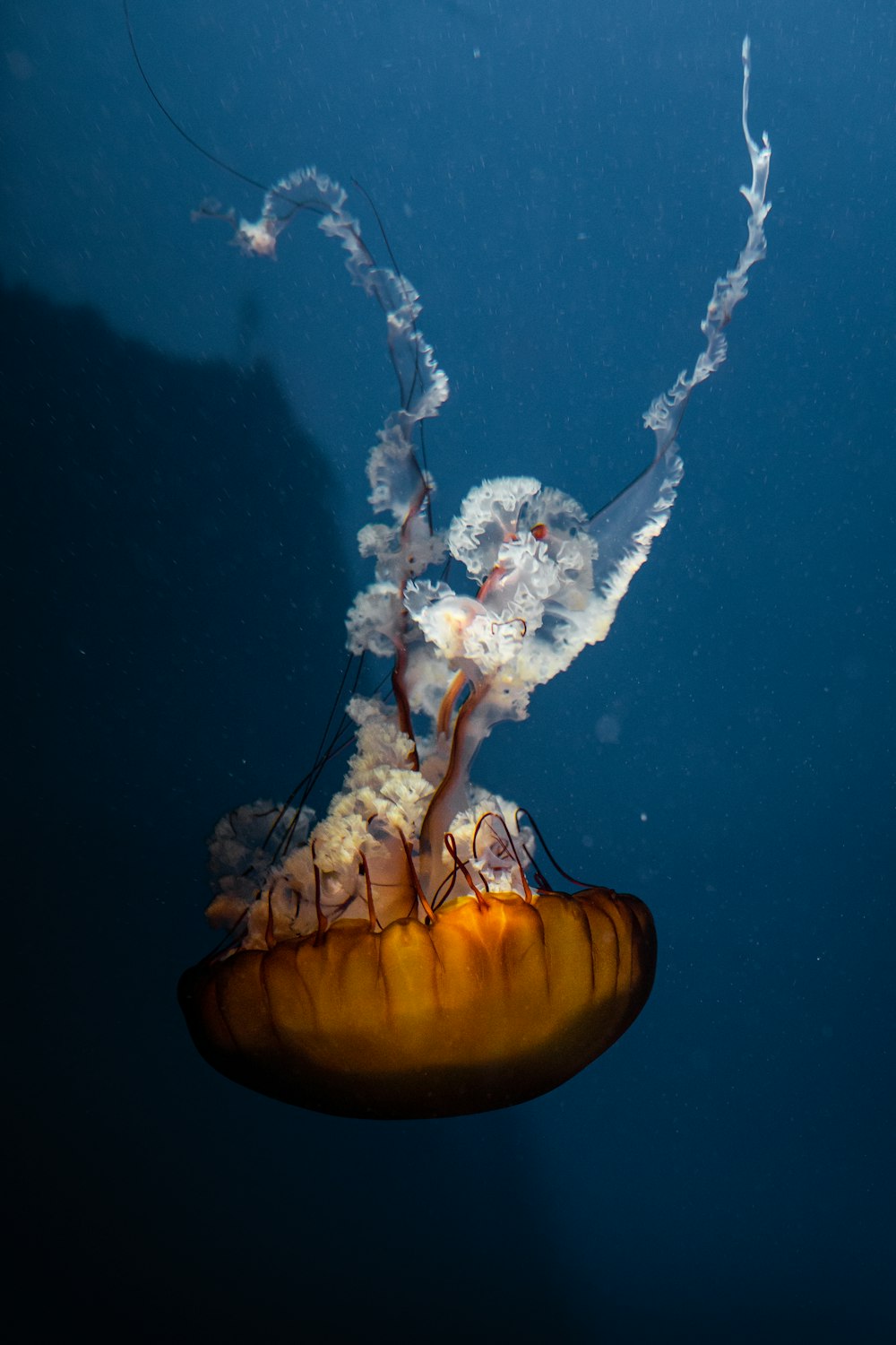 brown and white jellyfish in blue water