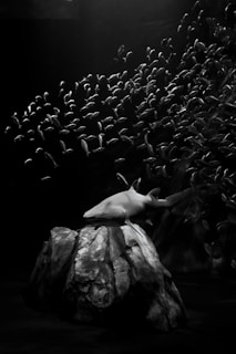 A large shark resting on a rocky formation surrounded by a school of small fish. The scene is captured in a dimly lit underwater setting, highlighting the contrast between the shark and the swarm of fish.