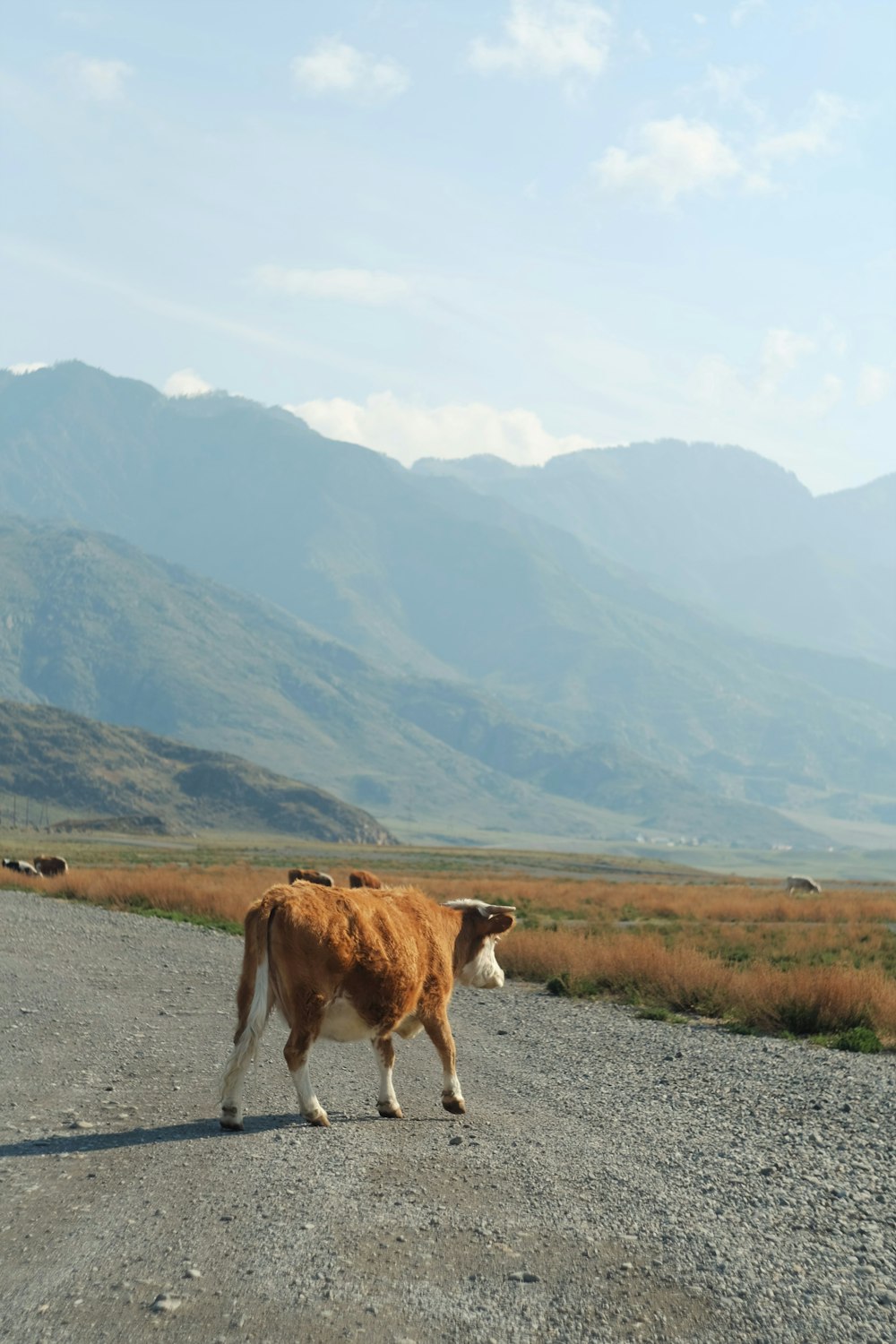 brown cow on gray asphalt road during daytime