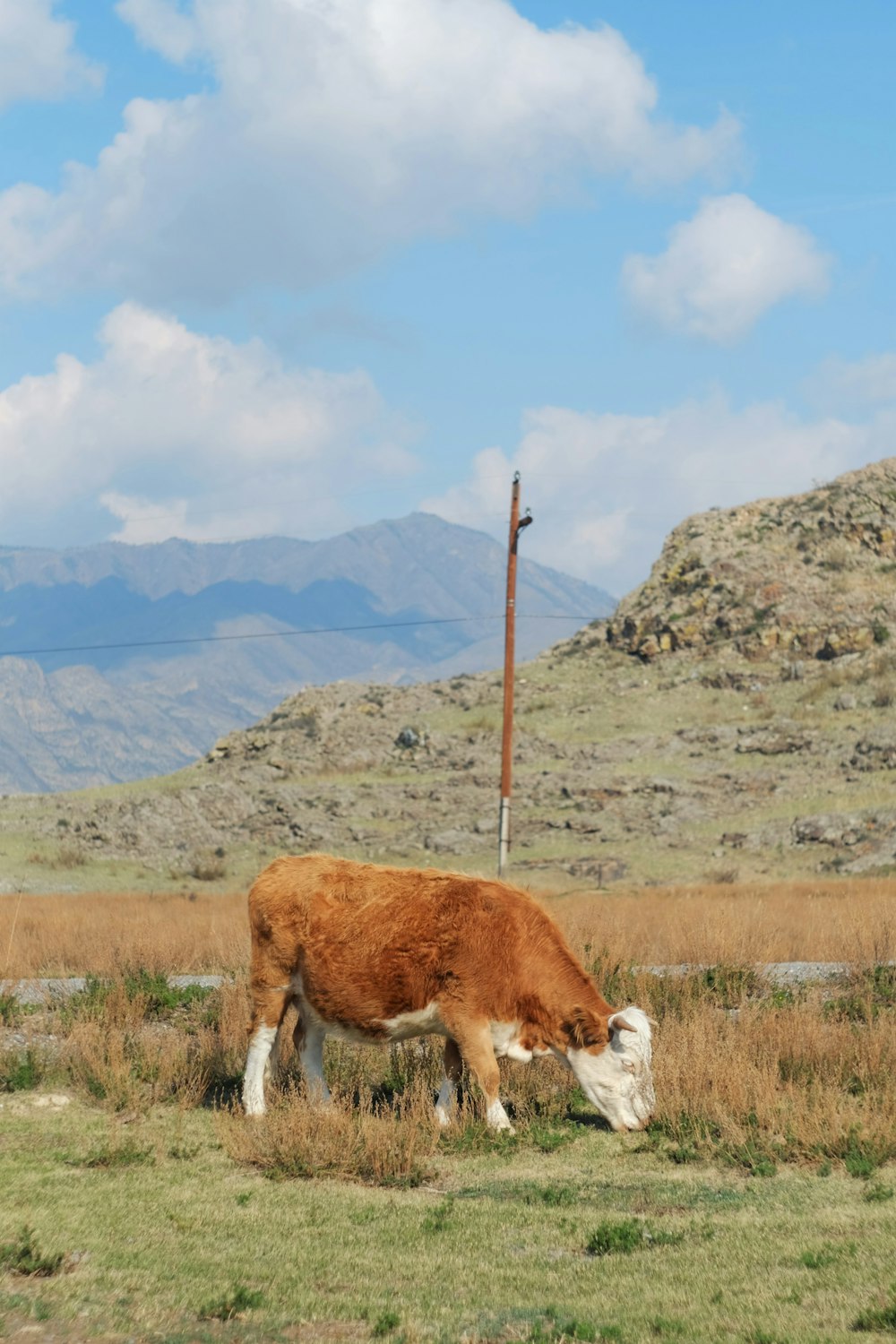 brown cow on brown grass field during daytime