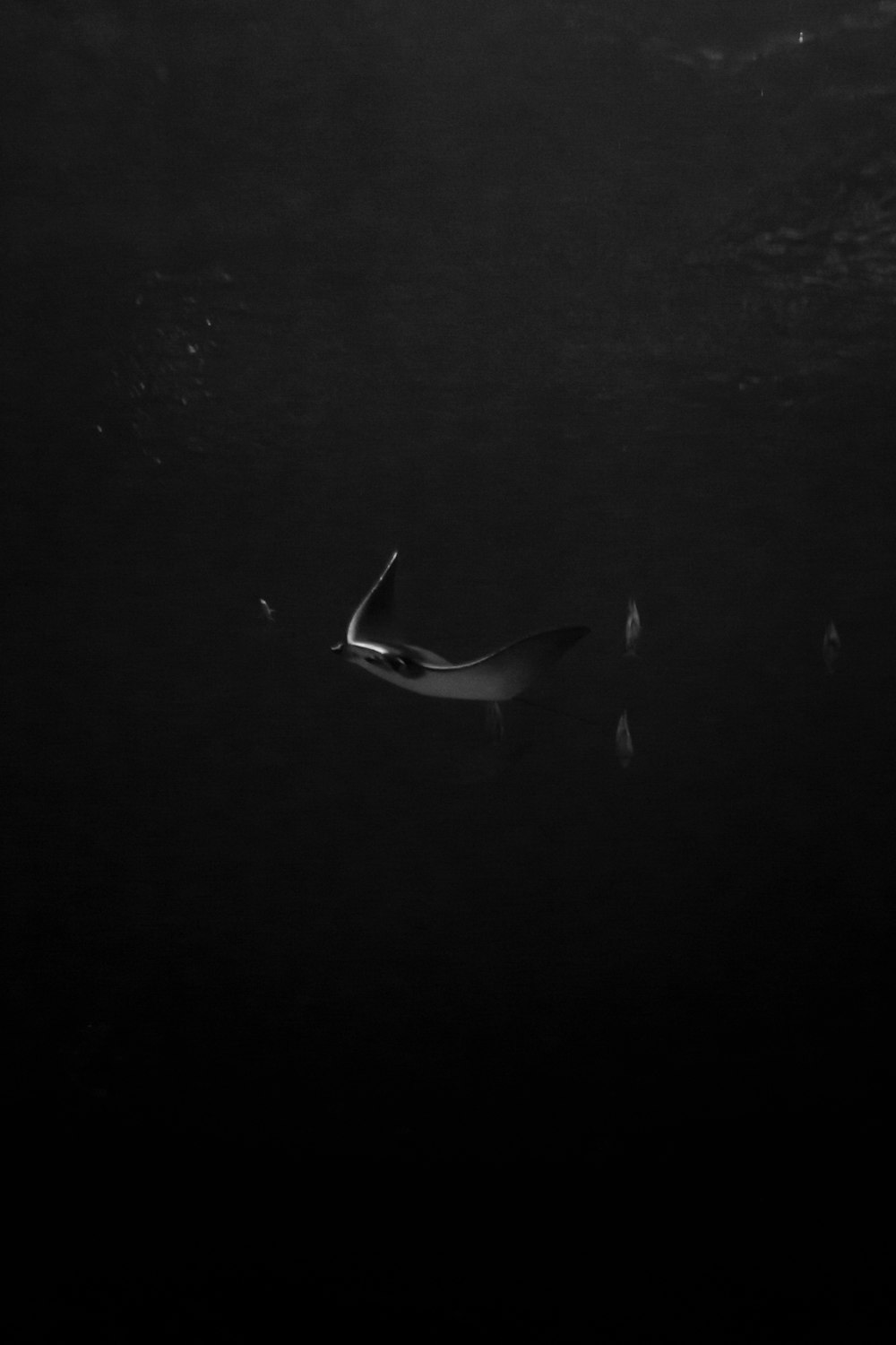 white and black dolphin on water