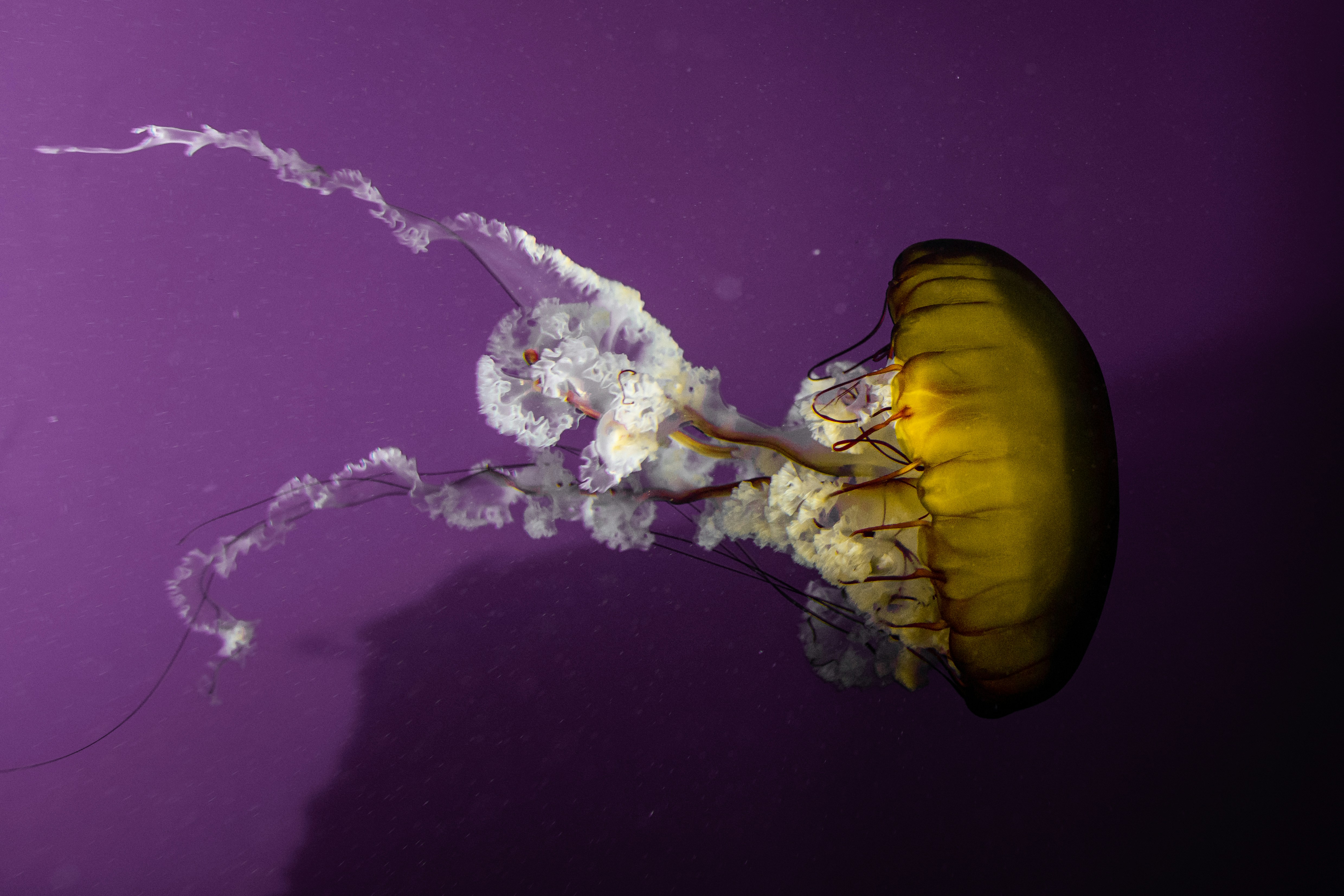 GA Aquarium 9 best free aquarium, ga, aquarium and baker