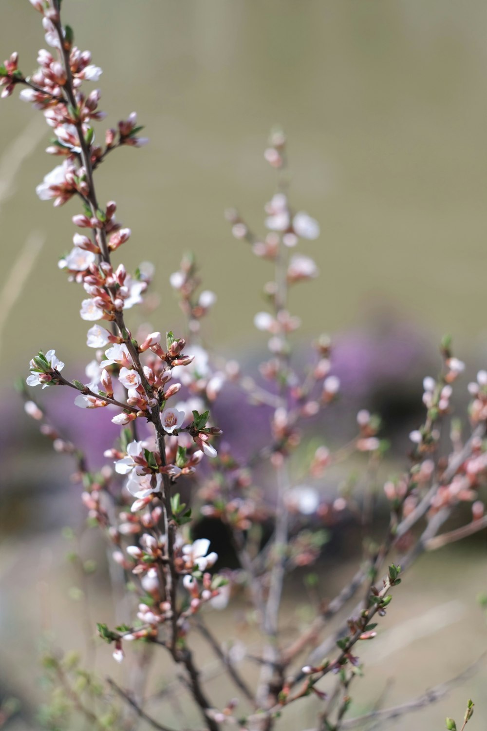 purple and white flower buds in tilt shift lens