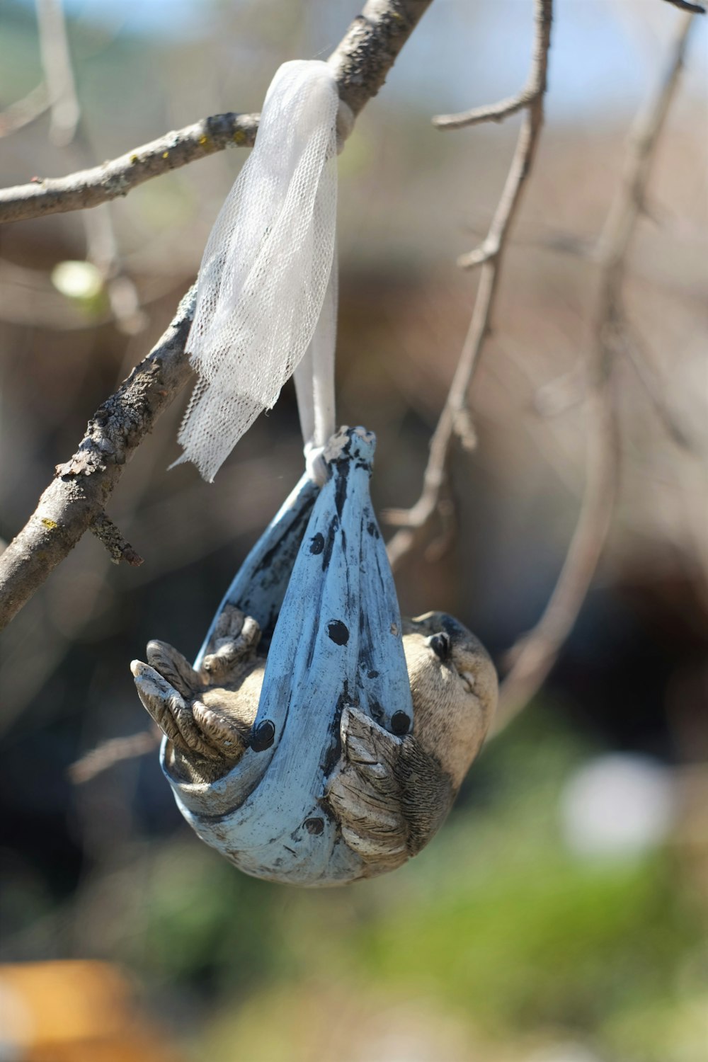 Uccello blu e bianco sul ramo marrone dell'albero durante il giorno