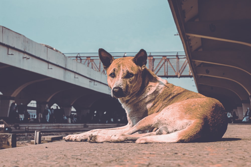 brown and white short coated dog lying on brown sand during daytime