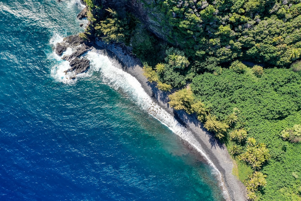 arbres verts au bord d’un plan d’eau pendant la journée