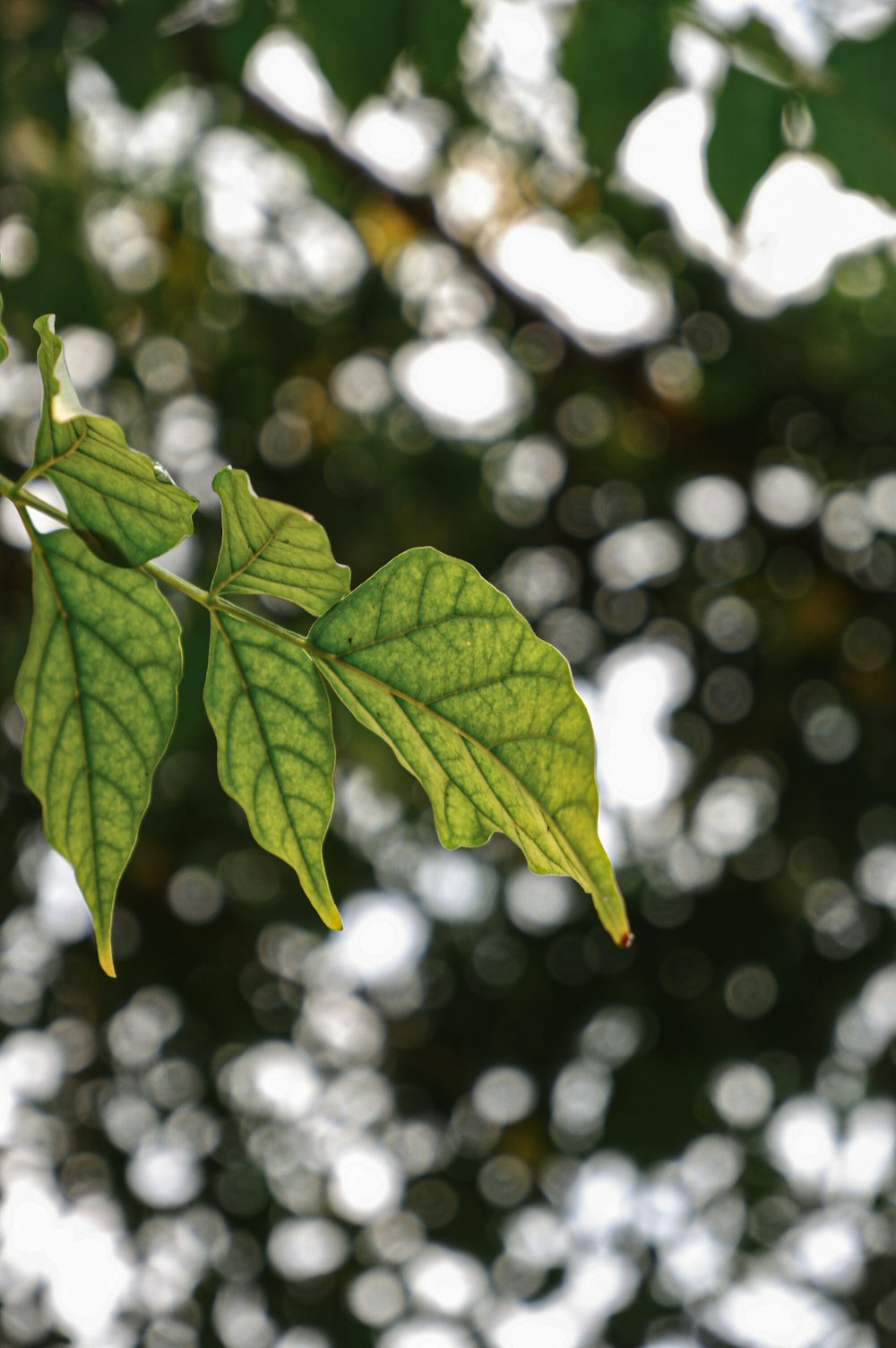 green leaves in tilt shift lens