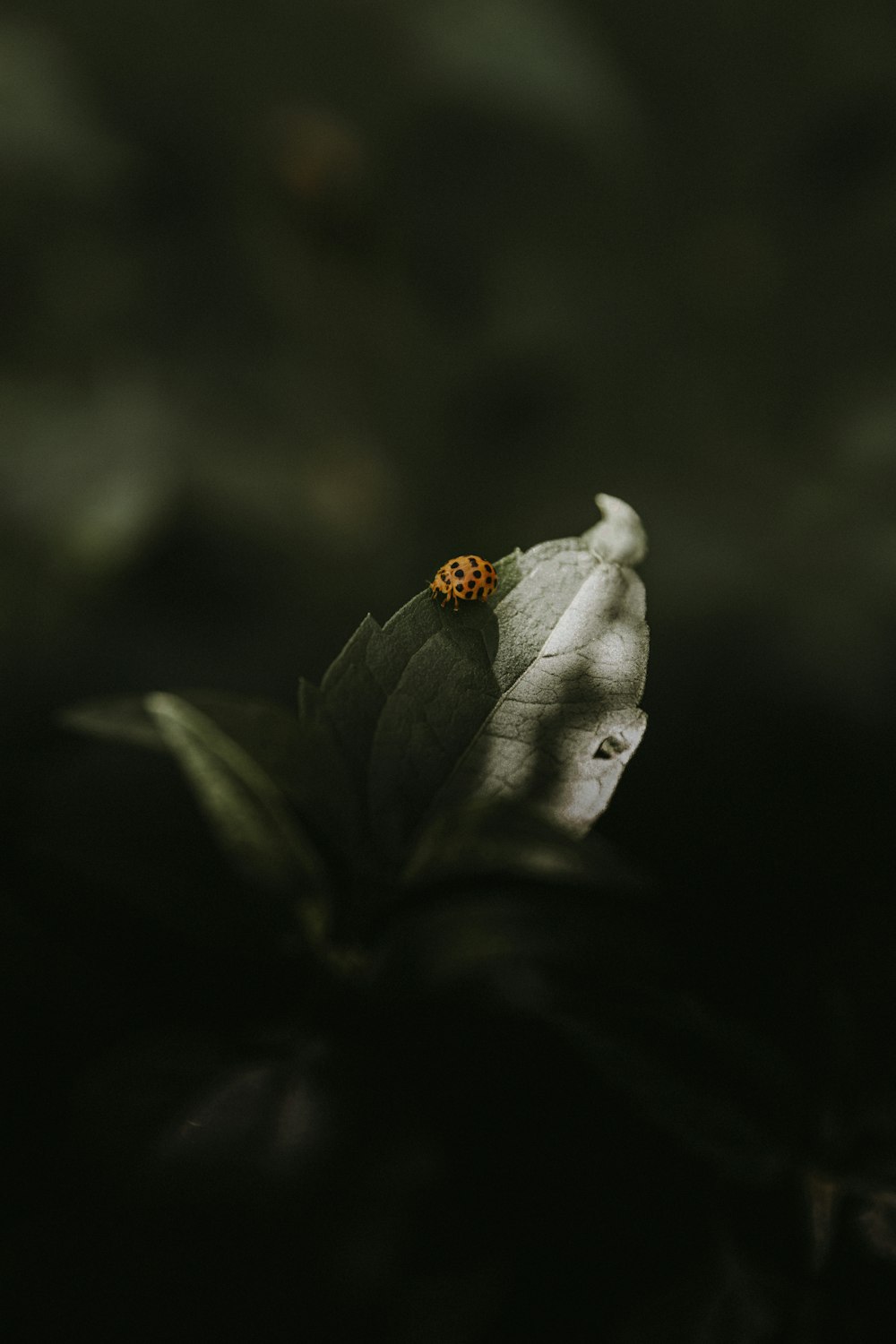 red ladybug perched on white flower in close up photography during daytime