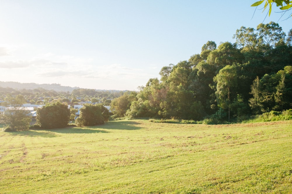 campo di erba verde con alberi durante il giorno