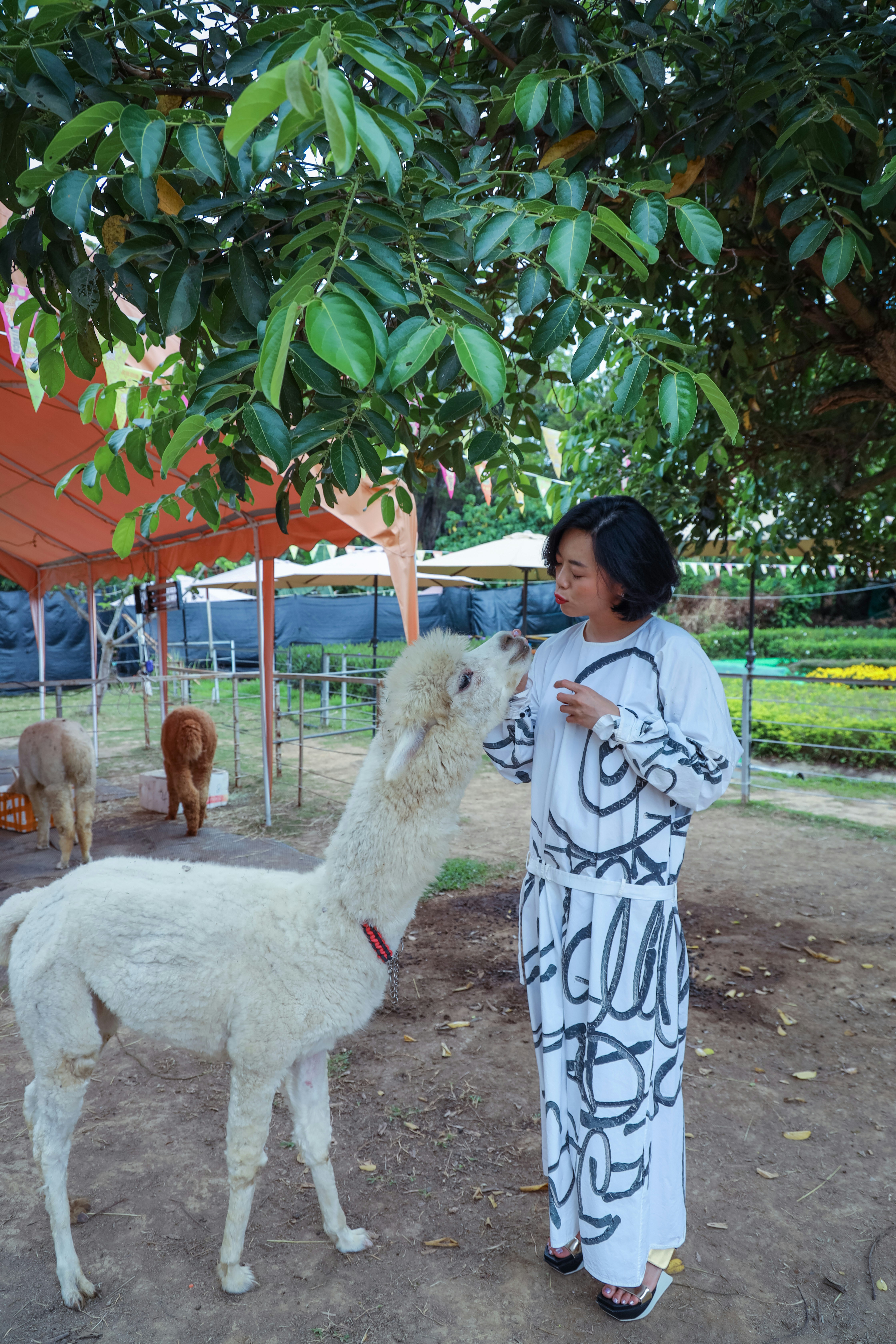 Woman in white and black robe standing beside white llama during