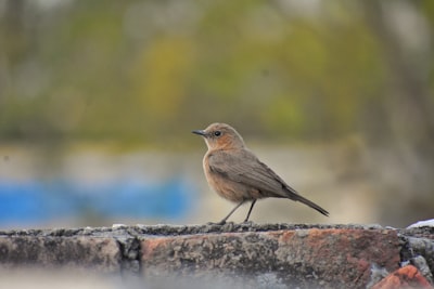 brown and gray bird on gray concrete surface