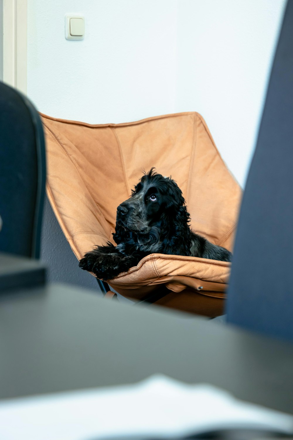 black long coated dog on brown leather padded chair