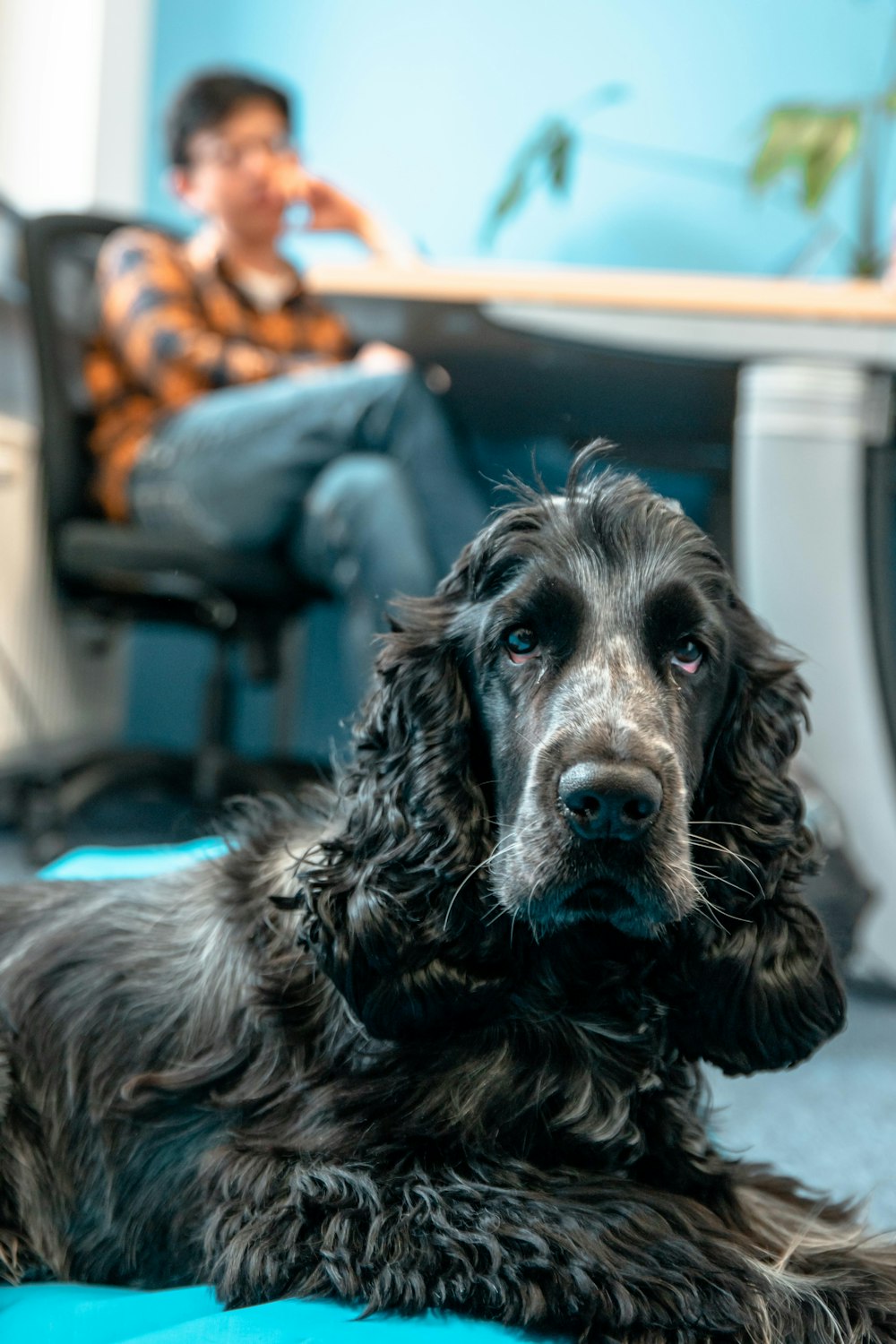 black and brown long coated dog