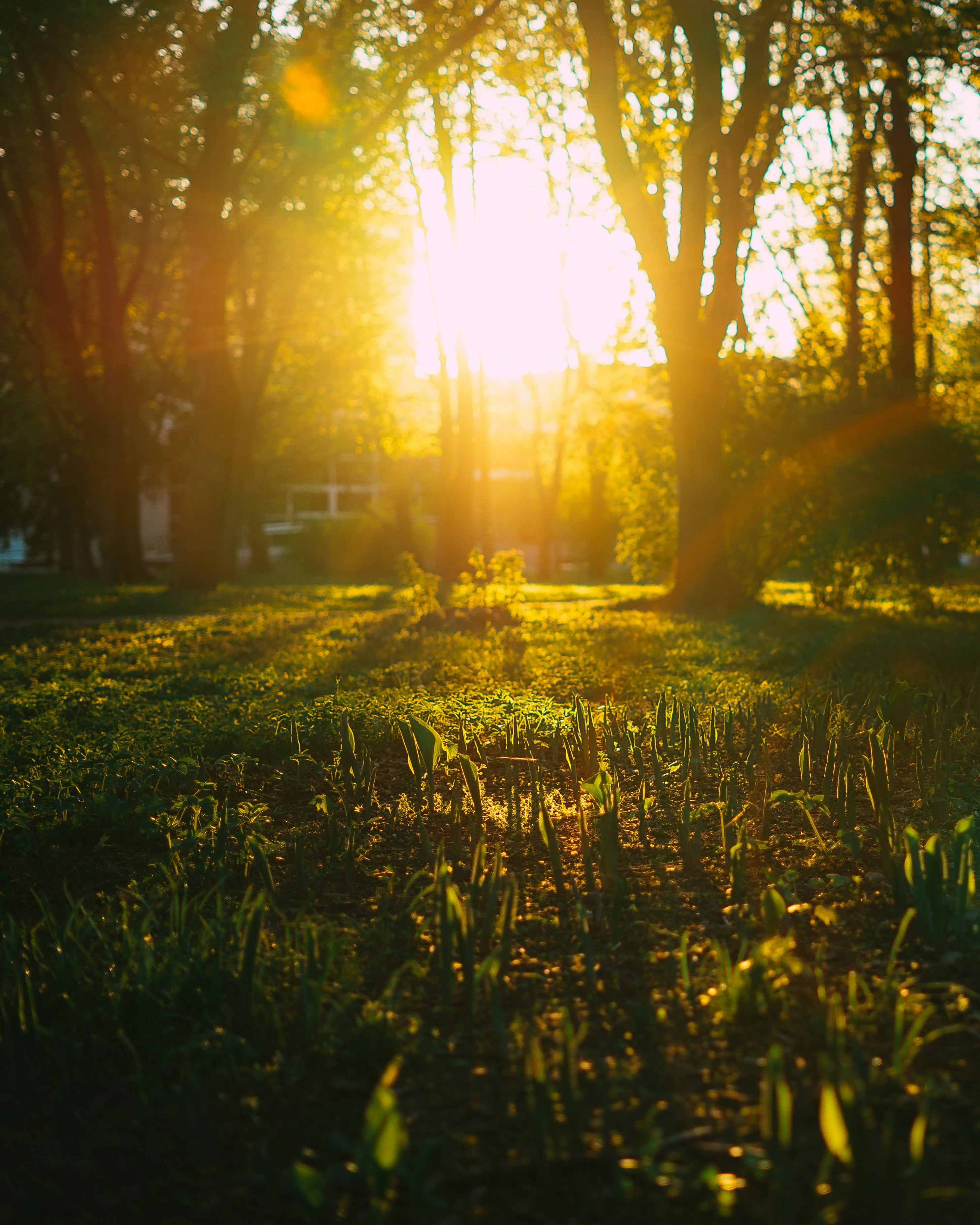Grünes Grasfeld bei Sonnenuntergang